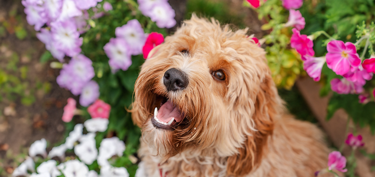 a dog in flowers
